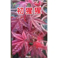 在飛比找蝦皮購物優惠-花花世界-楓葉-楓樹苗 紅楓 **初猩猩** 5吋盆/全年紅