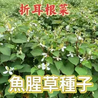 在飛比找蝦皮購物優惠-🌻向友農種業🌻【魚腥草種子】涼拌折耳根菜 紅莖業魚腥草種子折