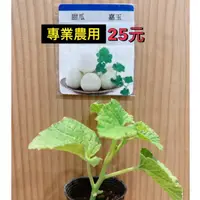 在飛比找蝦皮購物優惠-城禾農產🍃 嘉玉甜瓜苗 1株 美濃瓜苗 香瓜苗 甜瓜苗 菜苗