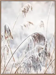 Pampas Frost Canvas Art Print
