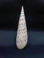 Large terebra maculata marlinspike auger 180mm Sea shells coastal decor #12501