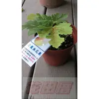 在飛比找蝦皮購物優惠-水果苗-果苗-果樹苗- ［香蕉無花果 ］-5-6吋盆-花田厝