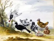 POULTRY Accent Tile Mural Kitchen Bathroom Wall Backsplash 8x6