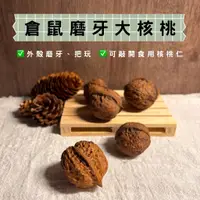 在飛比找蝦皮購物優惠-鼠星星 丨 倉鼠磨牙核桃 核桃 倉鼠零食 黃金鼠 三線鼠