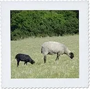 3dRose qs_81282_3 Denmark, Bornholm, Sheep, Farm Animal Eu07 CMI0091 Cindy Miller Hopkins Quilt Square, 8 by 8-Inch