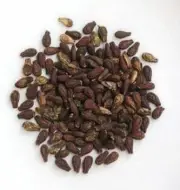 Shivlingi seed Bryonia Lacinosa Shivalingi Chitraphala Bahuputara Vaduballi
