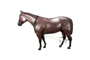 Stc Nylon Horse Breeding Hobbles