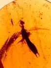 Cretaceous Earwig with Thrips in Burmite Amber Fossil Gemstone Dinosaur Age