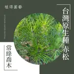植得｜台灣原生種·赤松｜多年生常綠針葉喬木