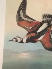 Ruddy Turnstone Audubon Bird Print Picture Poster Plate 167