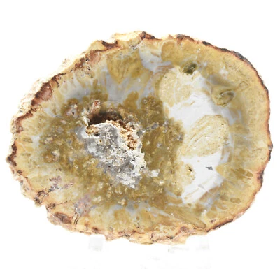2" Yellow Blue Petrified Wood Slab Natural Fossil Crystal Stone Slice Madagascar