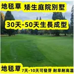 【500克装】草坪種子 四季青种子 草坪種子 四季青不修剪綠化草皮草籽 狗牙根 百慕達 剪股穎 黑麥草 護坡王 草坪種子