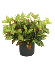 Creative Displays Outdoor Uv-Rated Croton Plant