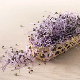 【喵菜園】   苜蓿芽、紫色苜蓿芽  生菜  芽苗  冷藏寄件