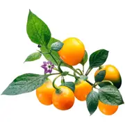 Chilli - Rocoto Manzano Yellow seeds