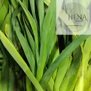 Leek Slices 500g Dehydrated Leeks Food For Soups Stews Natural Organic Veggies