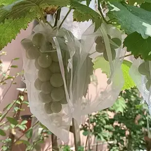 驅鳥器 防鳥防蟲水果套袋枇杷草莓無花果葡萄櫻桃果袋黃皮透氣果實保護袋【青木鋪子】