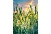 RYE CORN / CEREAL RYE / RYE GRASS 100 seeds