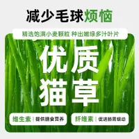 在飛比找蝦皮購物優惠-『日初藥膳』優質天然貓草 貓草餅乾 去毛球 補充益生菌維生素