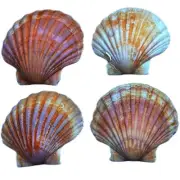 Scallop Shells Beach Shells For Crafts Art Decor Natural Sea Shell 10 pcs
