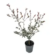 140mm Camellia Petite White Paradise - Camellia sasanqua