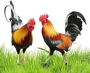 Metal Rooster Yard - Metal Chicken Yard Art | Set of 2 Colorful Stakes Spring Outdoor Decorations for Backyard, Patio, Lawn Ornaments, Versatile Design Allows for Effortless Installation in Flower