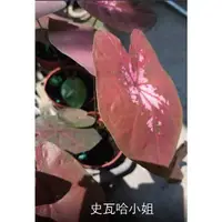 在飛比找蝦皮購物優惠-花花世界_觀葉植物-*史瓦哈小姐彩葉芋*3吋盆-花葉芋-五彩