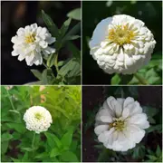 Zinnia - Polar Bear (White) seeds