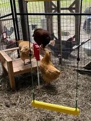 Chicken Swing Poultry Run Rooster Hens Chicks Pet Parrots Entertainment cooped u