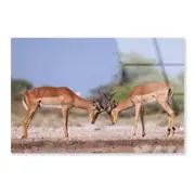 Two Fighting Antelopes Print 100% Australian Made 150 x 100cm (Acrylic)