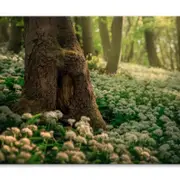 Flowering Ramson, Allium Ursinum Print 100% Australian Made 75 x 50cm (Stretched)