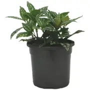 120mm Aluminium Plant - Pilea cadierei