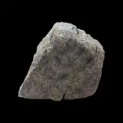 Sauropod Vertebrae