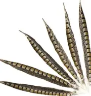 5 Pcs LADY AMHERST PHEASANT Feathers 10-16" Top Quality!! Craft/Hats/Costume