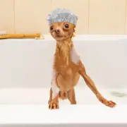 Waterproof Pet Hat Portable Dog Shower Caps Ear Covers for Bath Man