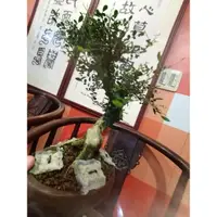 在飛比找蝦皮購物優惠-老粗頭造型優美漂亮扭轉小葉細葉七里香小品盆栽原價6500元特