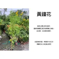 在飛比找蝦皮購物優惠-心栽花坊-黃鐘花/8吋/開花植物/造型樹/綠化環境/綠籬植物