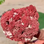 81G Natural Red coral reef Cluster Ocean Mineral Crystal Specimen