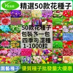 （山丘園藝）原包裝50款花種子 春夏秋冬四季耐熱 包裝產品種子 花卉種子 四季種子批發滿天星太陽花波斯菊百日草向日葵雛菊