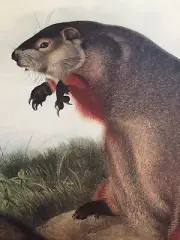 Maryland Marmot Woodchuck Groundhog Arctomys Monax Audubon Print 10" x 13"
