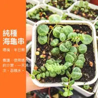 在飛比找蝦皮購物優惠-限量 3吋 純種 海龜串椒草 海龜椒草 海龜串 椒草 ig網