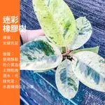 5吋 迷彩橡膠樹 橡膠樹 斑葉橡膠樹 綠植 植物 樹 IG 網紅 觀葉植物 網紅植物 室內植物 空氣淨化 陽台植物