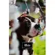 Boxer Dog Pup Puppy Doggie Notebook Bullet Journal Diary Composition Book Notepad - Cherry Blossoms Tree: Cute Animal Pet Owner Composition Book with