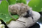 Rabbit Fur Ratty with Leather Tail Cat Teaser Toy Clip-on Attachment