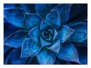 Blue Centre Canvas Print