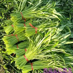 🌱🥬脆玉蕹菜空心菜種子 農田菜園菜梗粗大空心青翠鮮美脆嫩空心菜籽 種籽  種子 蔬菜種子