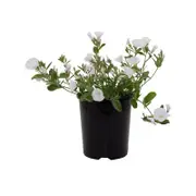 140mm Garden Carpet Range Convolvulus Prime White - Convolvulus mauritanicus