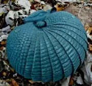 Latex armadillo mold with plastic backup plaster and concrete mould 6" x 6" x 3"