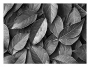 Lush Green Canvas Print