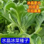 💯【免運大促銷】【水晶冰菜種子】可生食蔬菜 更大冰晶 減脂期健康冰菜 四季種植耐寒 可盆栽地栽 SEED 小院陽台種植